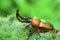 Papuan stag beetle