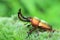 Papuan stag beetle