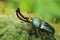 Papuan stag beetle