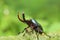 Papuan stag beetle