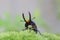 Papuan stag beetle