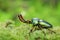 Papuan stag beetle