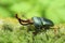 Papuan stag beetle