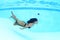 Papuan woman swimming in pool