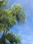 Papyrus Blossoms in front of a blue sky