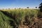 Papyrus field in El Minya, Egypt, Africa