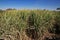 Papyrus field in El Minya, Egypt, Africa