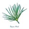 Papyrus Leaf Cyperus papyrus, Gift of the Nile, hand drawn doodle