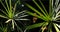 Papyrus leaves on black background