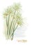 Papyrus plant. (Cyperus Papyrus)