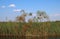 PAPYRUS AND REEDS GROWING IN A RIVER