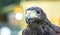 Parabuteo unicinctus Harris& x27;s buzzard portrait