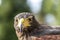 Parabuteo unicinctus Harris& x27;s buzzard portrait