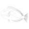 Paracanthurus hepatus blue tang doctor fish, surgeonfish flag tail sketch drawing. Pallet surgeonfish contour lines