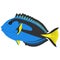 Paracanthurus hepatus blue tang doctor fish, surgeonfish flag tail surgeonfish graphic illustrations Pallet surgeonfish