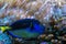 Paracanthurus hepatus, famous exotic fish in aquarium