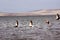 Paracas Bay in Peru picturesque and colorful flamingos flying in formation on its beaches of the Pacific Ocean