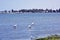 Paracas Bay in Peru, picturesque flamingos eating on its Pacific Ocean beaches