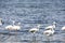 Paracas Bay in Peru, picturesque flamingos eating on its Pacific Ocean beaches