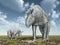 Paraceratherium