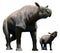 Paraceratherium with calf