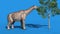 Paraceratherium Dinosaurs Eats Blue Screen Side Loop 3D Renderings Animations