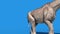 Paraceratherium Dinosaurs walk front Blue Screen 3D Renderings Animations