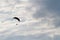 Parachute and human silhouette. Blue sky.