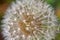 Parachutes of the dandelion seed head