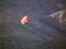 Parachutist on a red and white parachute descends against the backdrop of forest mountains