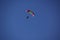 A parachutist on a red and yellow wing soars in the blue sky