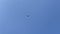 Parachutists circling and flying in front of blue sky. View from ground. Skydiver flying with parachute against the sky.