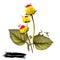 Paracress cute bicolor flowersAcmella oleracea. Digital art illustration of herb seasoning with yellow flowers