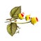 Paracress cute bicolor flowersAcmella oleracea. Digital art illustration of herb seasoning with yellow flowers