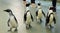 Parade of penguins at the Bird House pavilion in Moscow Zoo