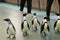 Parade of penguins at the Bird House pavilion in Moscow Zoo