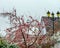 Paradise apple tree with red apples covered by frost