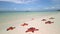 Paradise beach with starfish on the shore on Phu Quoc Island, Vietnam