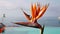Paradise bird flower (Strelitzia)