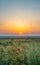 Paradise dawn in the spring in the flowering steppe of Kazakhstan.