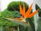 Paradise flower Strelitzia orange bloom close-up