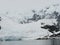 Paradise harbour Antarctica