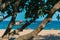 Paradise island beach. People sunbathe on the sand. Boat in the sea on the waves. Tropical tree in the foreground