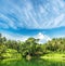 Paradise lake with palm trees and blue sky. tropical nature land