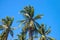 Paradise landscape with coco palm trees. Exotic place view with tropic tree silhouettes.