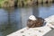 Paradise shelduck bird on parapet at Avon river, Christchurch, New Zealand