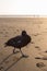 Paradise shelduck on a black sand at sunset light