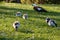 Paradise shelduck with ducklings on fresh grass