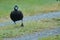 Paradise Shelduck juvenile walking on a road