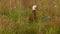 Paradise Shelduck - Tadorna variegata - putangitangi duck with white head, female standing in the grass in New Zealand